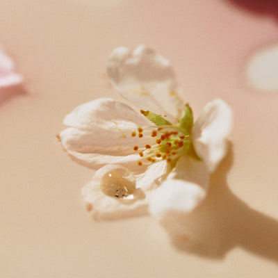 OSULLOC Cherry Blossom Tea (20 count) with aha for exfoliation and renewal